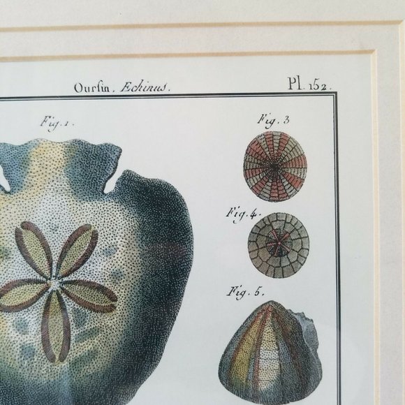 1700s Sand Dollar Echinoderm Print, Natural History Collection by Benard Direxit - Picture 5 of 11